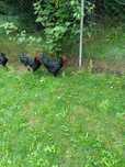 Sprzedam koguty Australorp