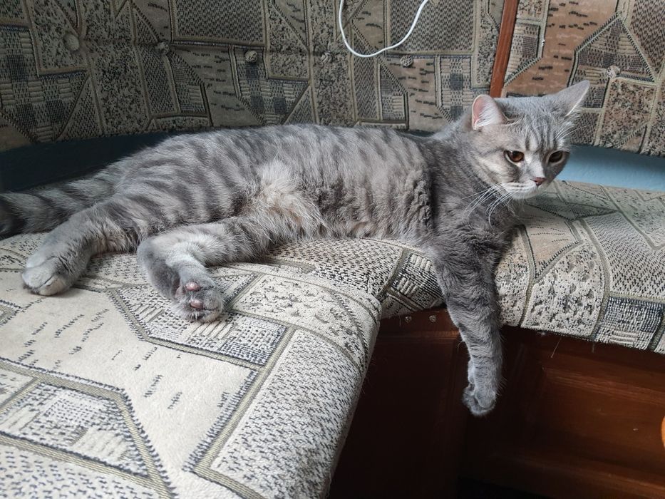 Вязка кот Левобережный-3 ТРЦ Караван