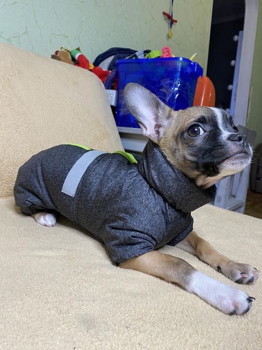 Костюм для собаки