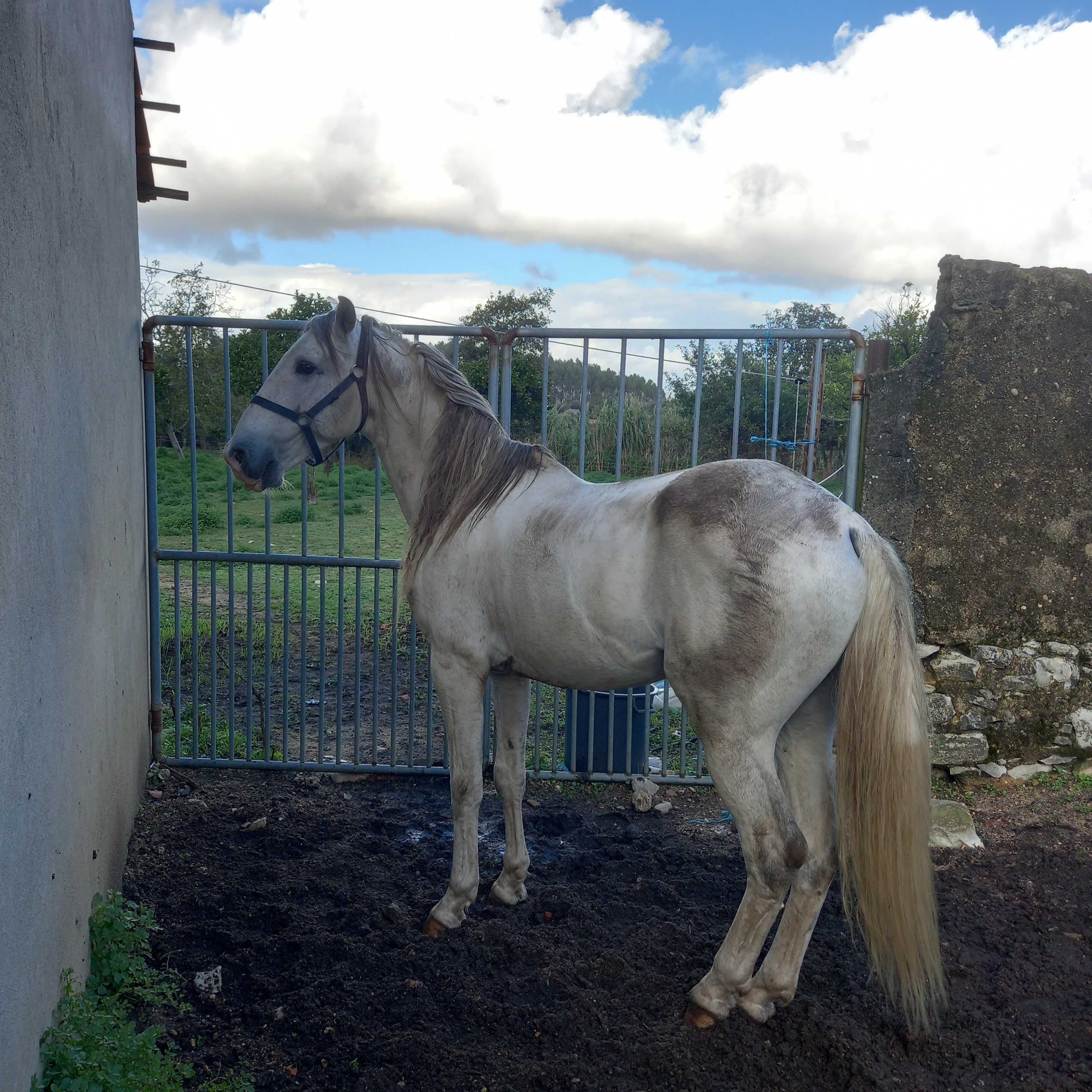 Cavalo puro sangue lusitano