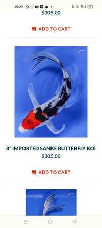 Karp koi Long Fin Butterfly RF  sklep zoologiczny Pirania Olsztyn wysy