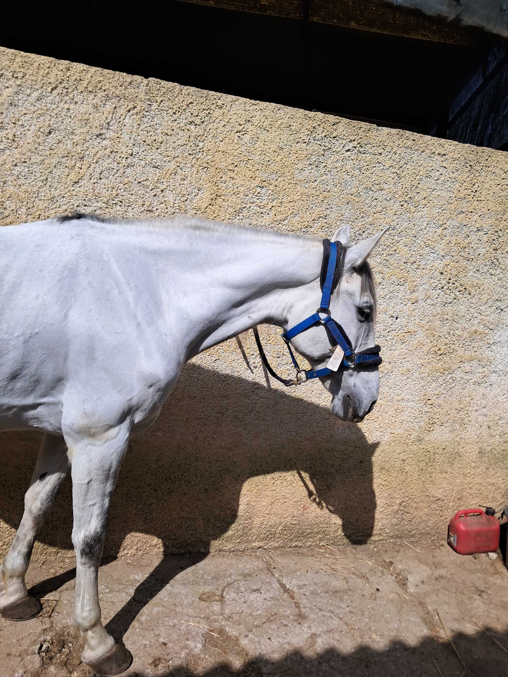 Cavalo Puro Sangue Lusitano