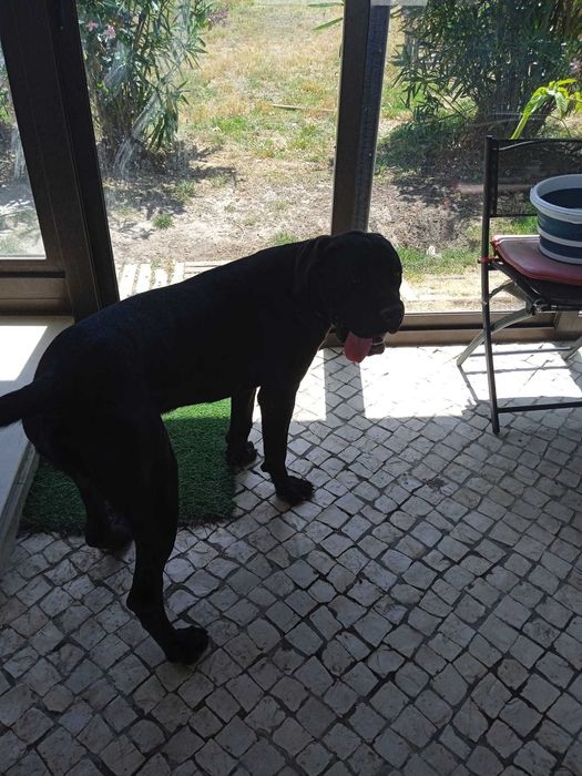 Cane corso procura namorada