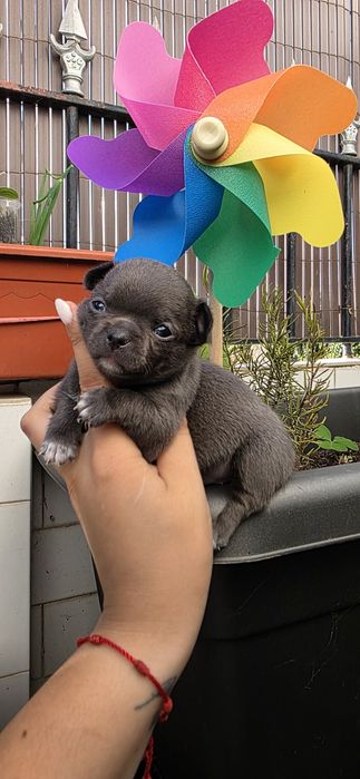 Chihuahua Fêmea Pêlo Curto