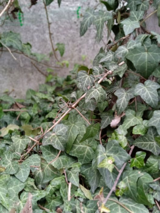 Плющ вічнозелений