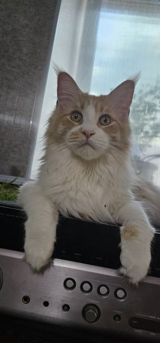 Мейнкун котёнок кошечка крупная