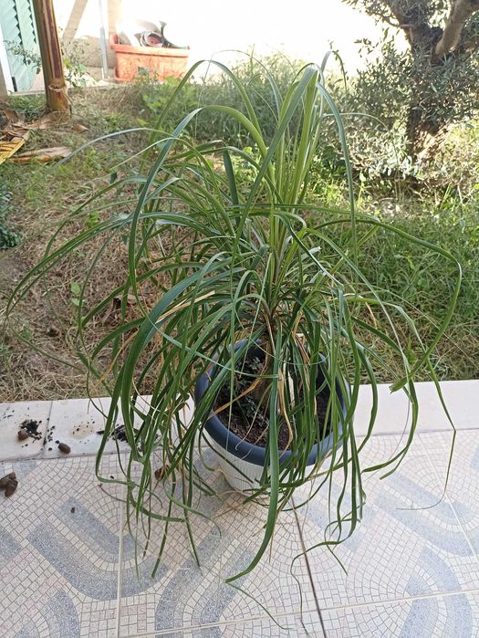 Plantas verdes ornamentais de interior e exterior