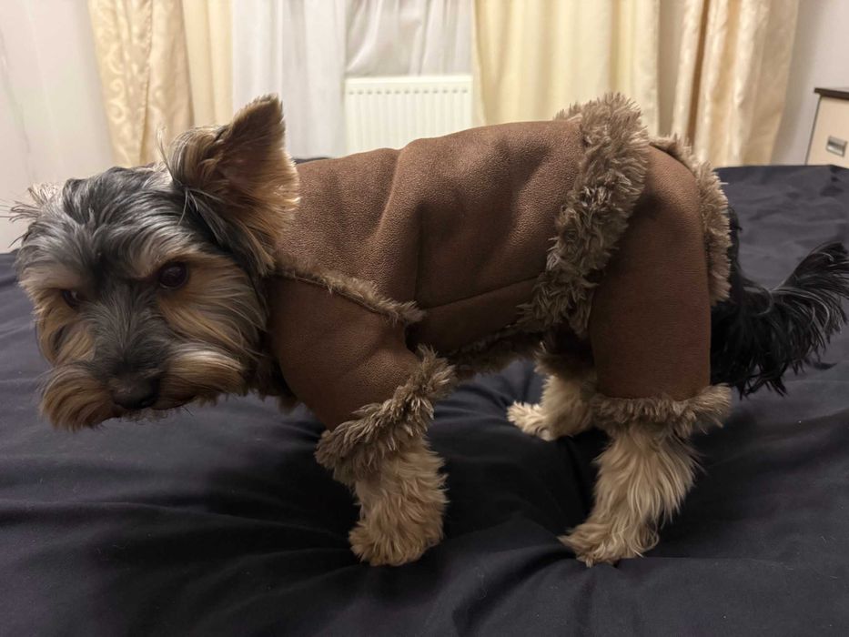 одяг для собачки