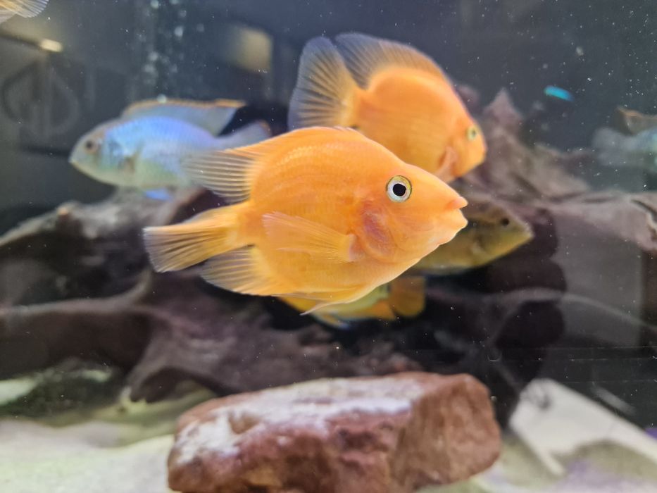 Pielegnice papuzie 4sztuki