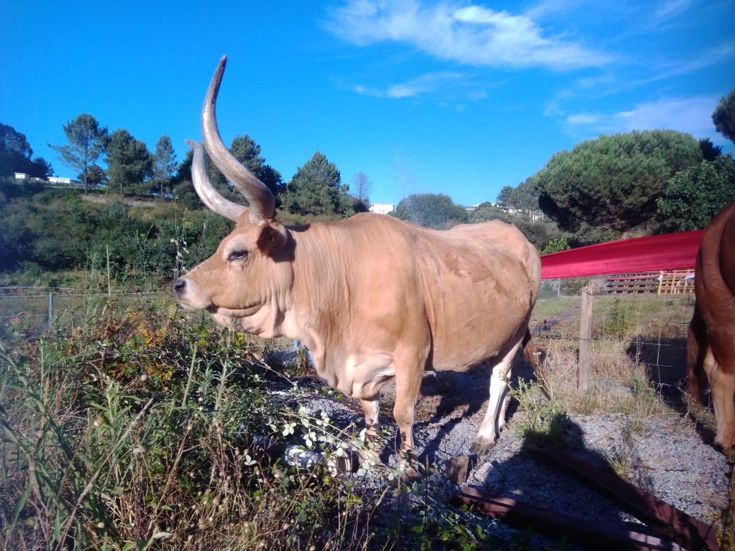 Vacas  Barrosā REPRODUTORas