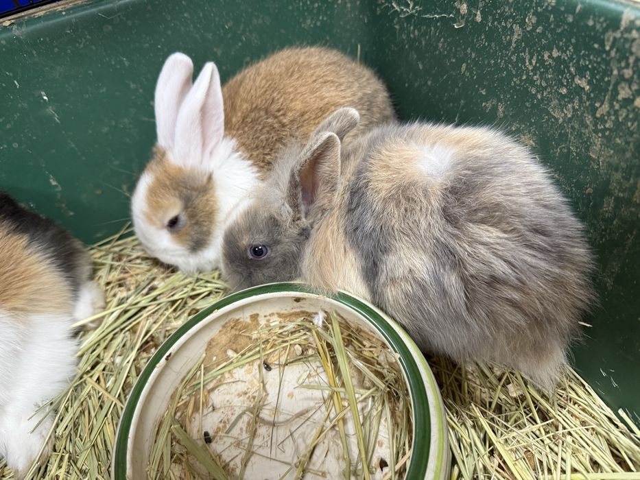 Карликовые Кролики (900 грамм)