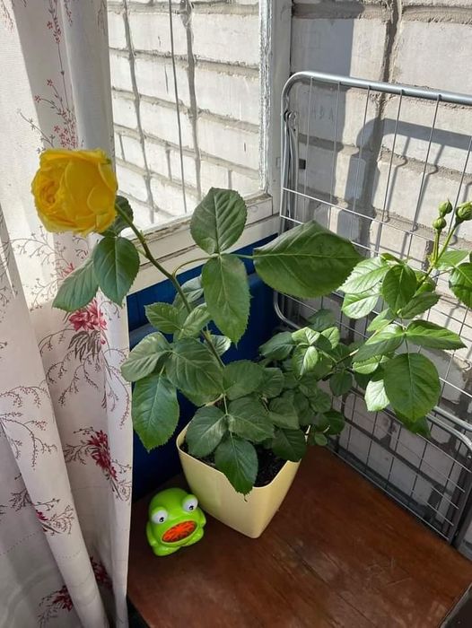 Саженцы,кусты роз.Весна лето осень