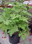 Geranium Anginka