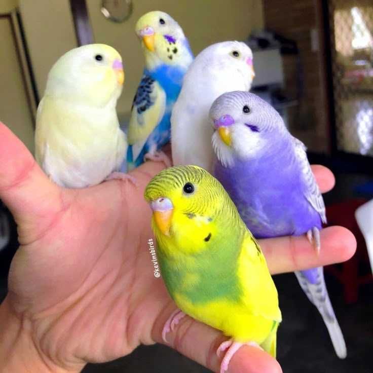 Papagaios diversos, piriquitos agraponis Roseicolis domésticados