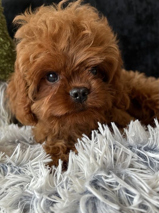 Люксовый мальчик мальтипу, Кавапу