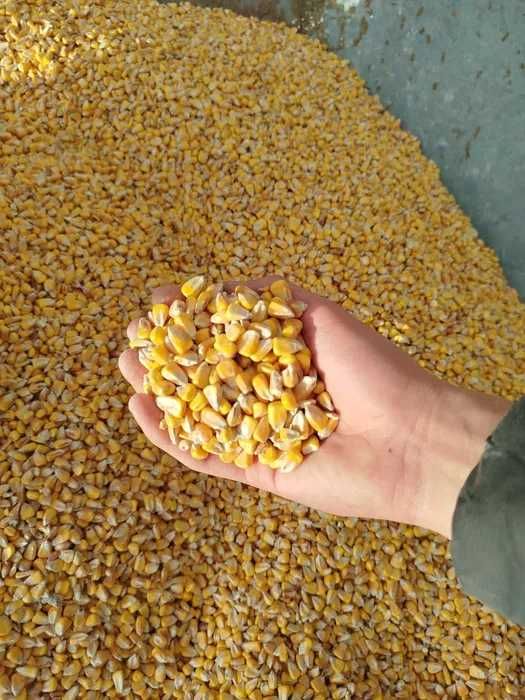 Kukurydza sucha 14%  worki 50 kg/ big bag dowoz wysylka