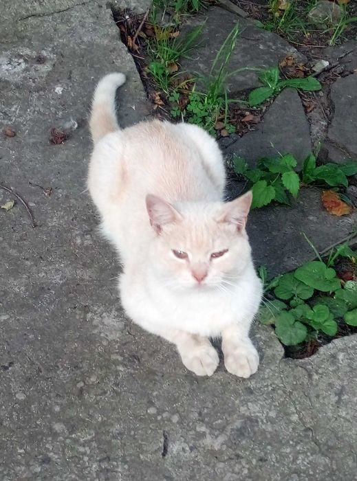 В разведение и в любимцы!Шотландский котик Золотого окраса,14мес.