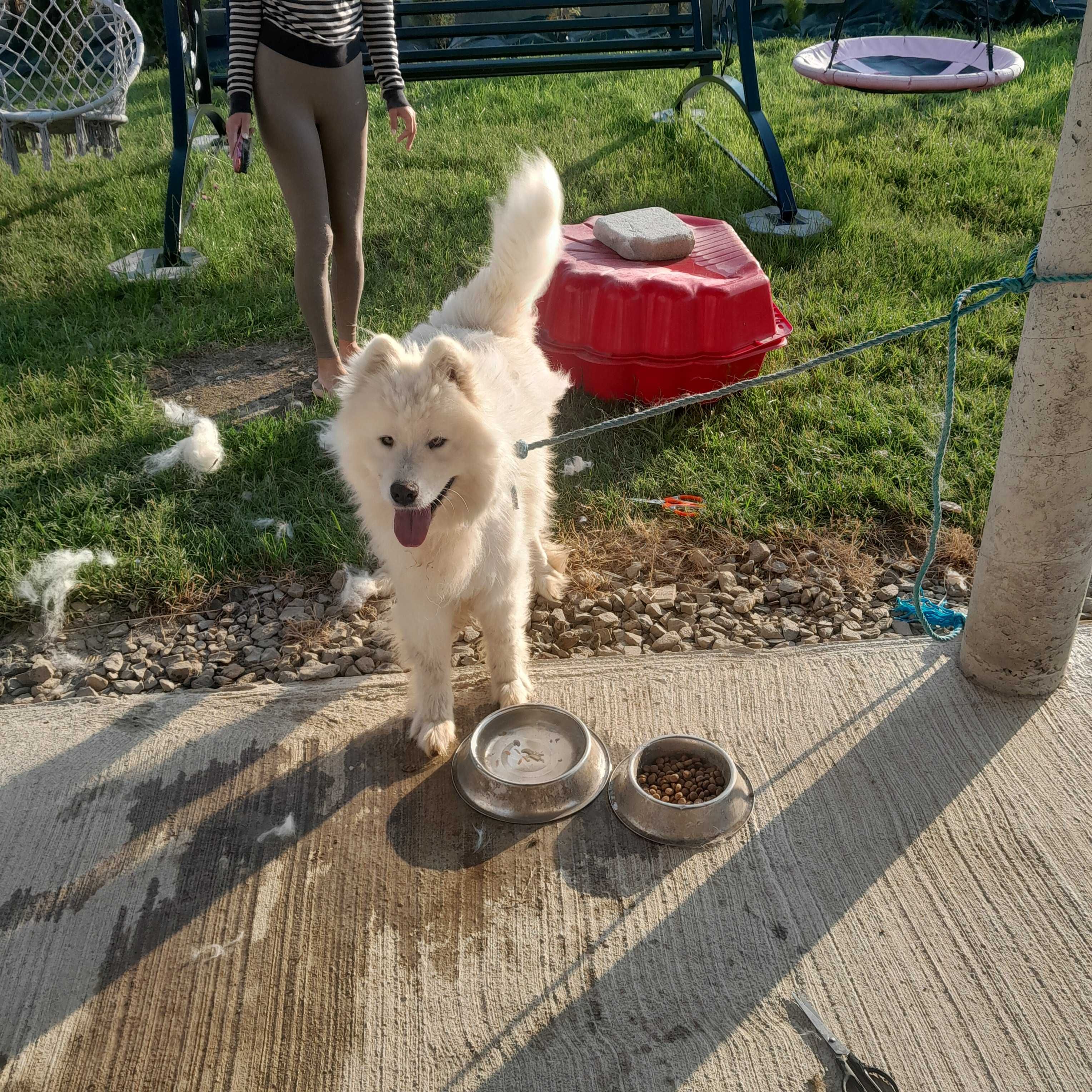 Pies samoyed biały