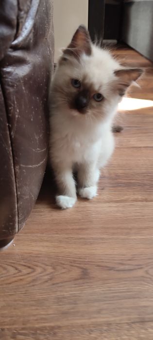Ragdoll kotek rodowód miedzynarodowy TICA