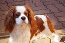 cawalier king charles spaniel