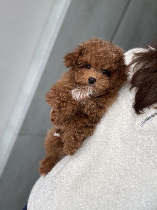 Кукольный щенок мини мальтипу ф2 окраса ред браун