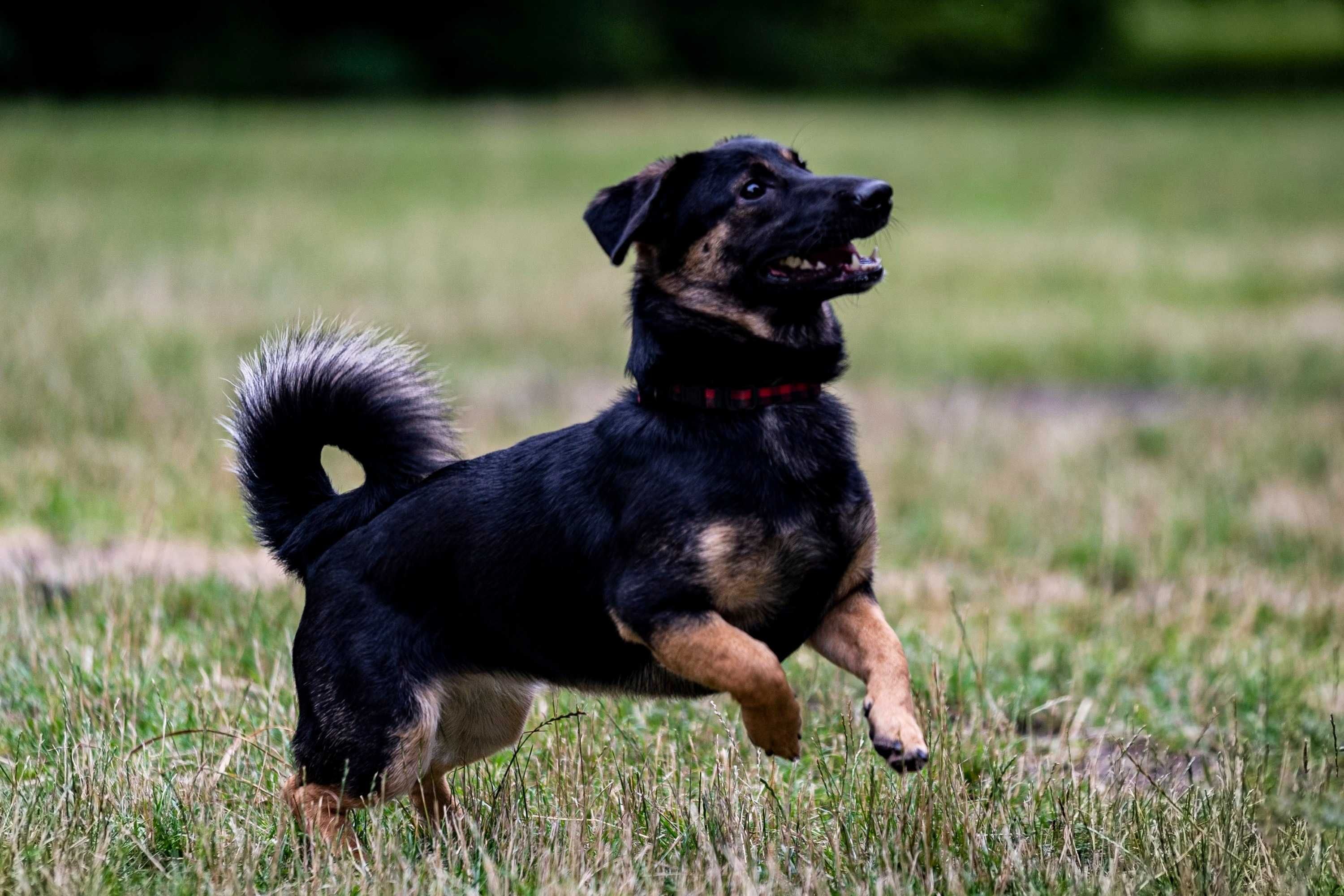 ok. roczny niskopodłogowy Emilek poleca się do adopcji!