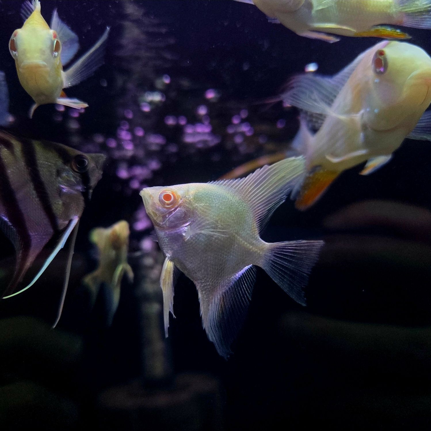 Skalar manacapuru albino