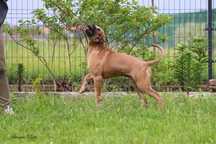 Samiec szczeniak Cane Corso