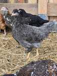 Młode nioski green shell blue shell marans