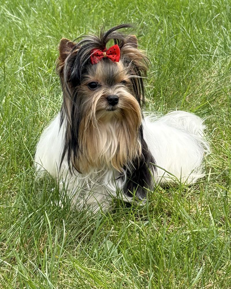 York Biewer piesek XS MINI z rodowodem Yorki Yorkshire Terrier