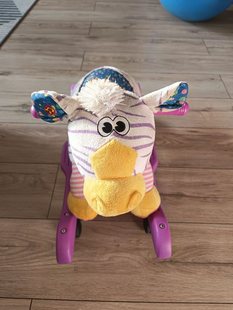Zebra, koń na biegunach