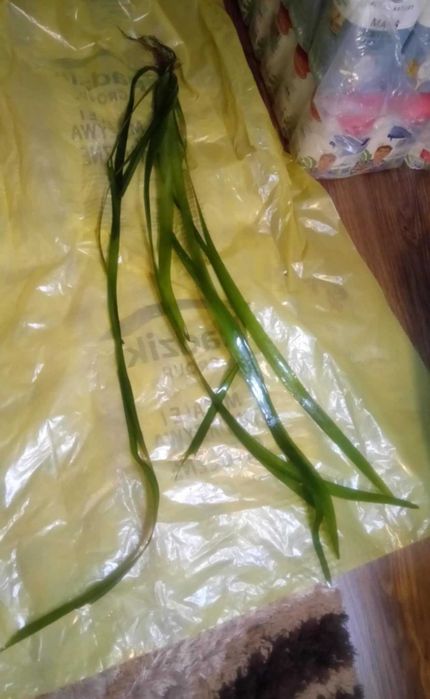 Roślinki i ślimaki,nurzaniec olbrzymi