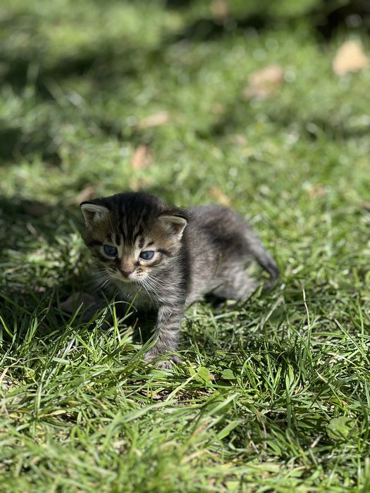 Кошеня котята котёнок кошечка кот бесплатно коты кішка кіт