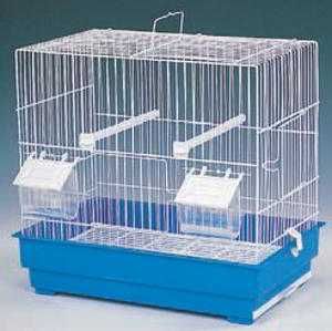 Roseicollis Agapornis domesticados