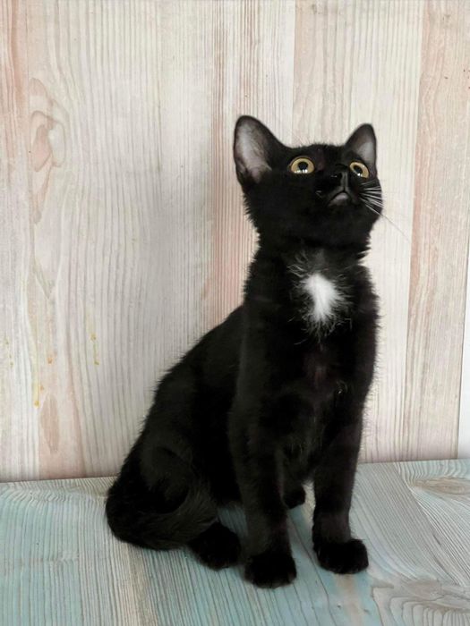 З розплідника майже безкоштовно