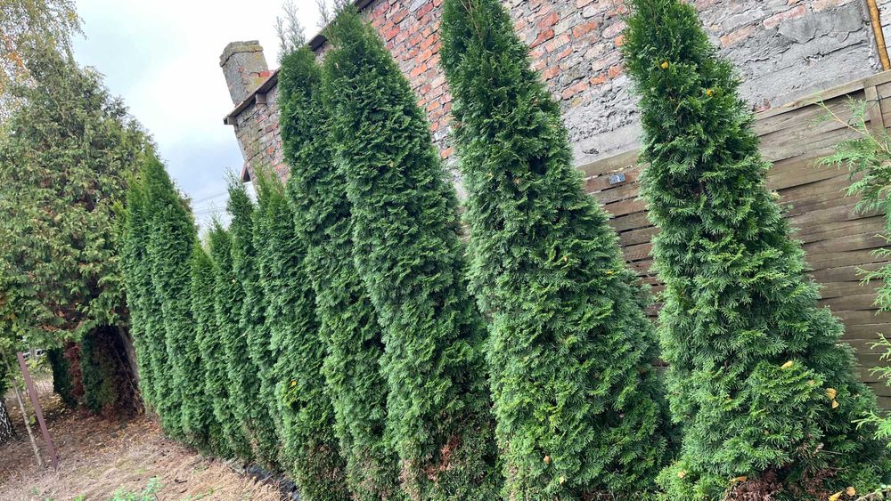 tuja szmaragd 2,5-4 m, cis pospolity, tuje, żywopłot,