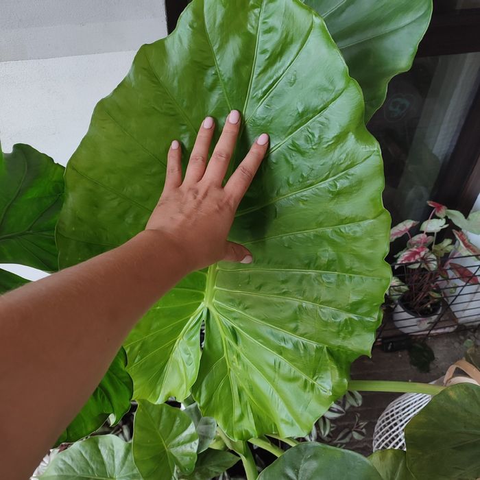 Alocasia macrorhiza big form unikat!