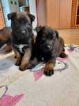Owczarek belgijski malinois