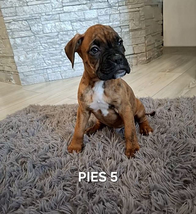 Szczeniak Bokser- Piesek