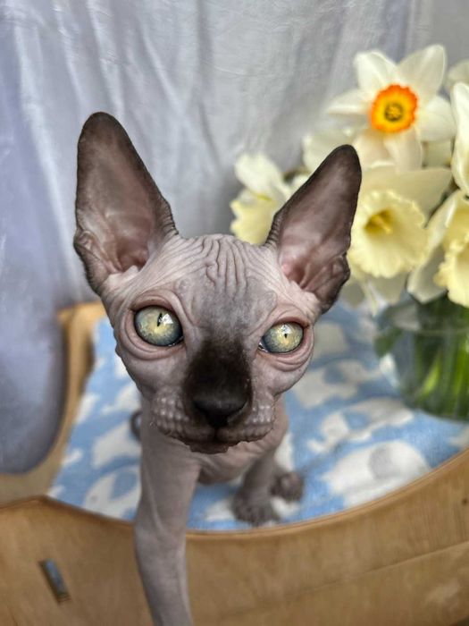 Канадські сфінкси хлопчики Табі та Тако