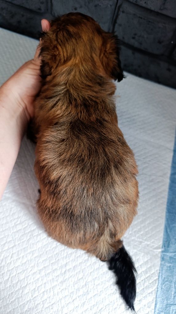 Shih tzu z genem czekoladowym.Juz do odbioru.