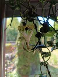 Ceropegia sandersonii