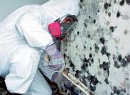 Плесень Убрать удалить уничтожить Антигрибковая обработка Плесени