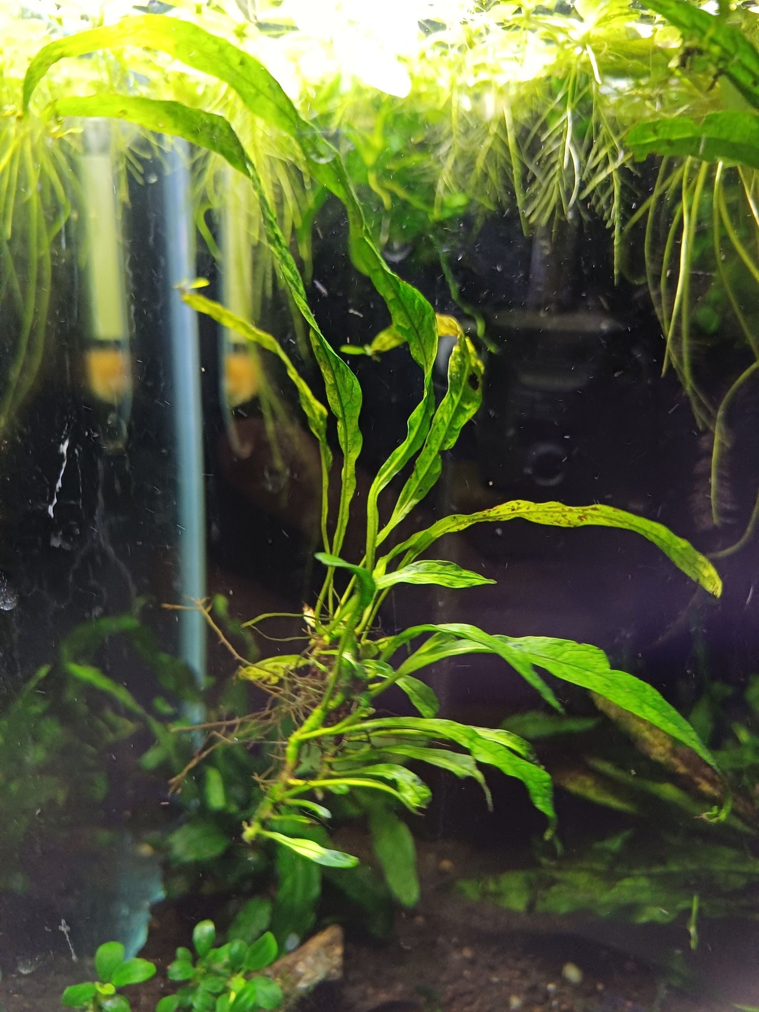 Mikrozorium oskrzydlone