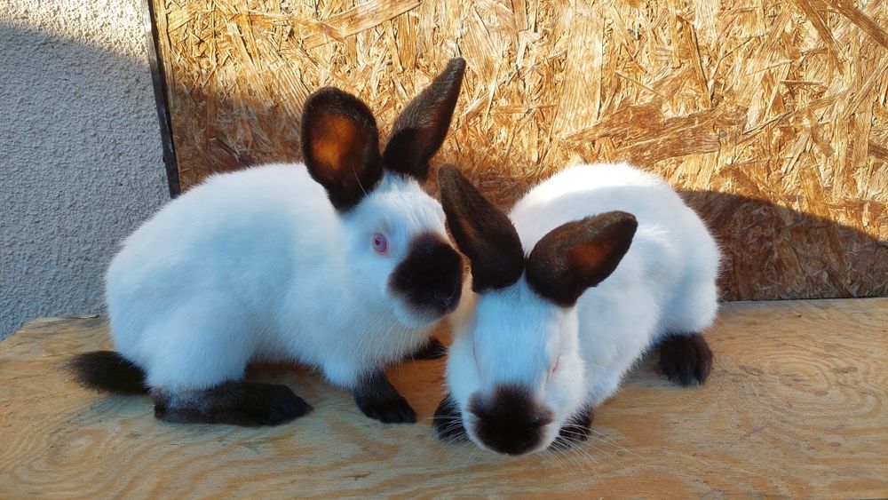 Królik kalifornijski czarny czystej rasy