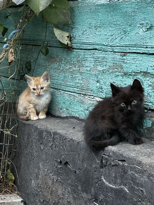 Кошенята в добрі руки!