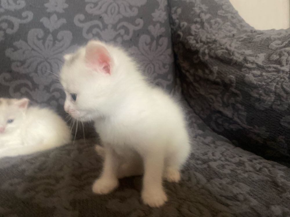 отдам котят в хорошие руки