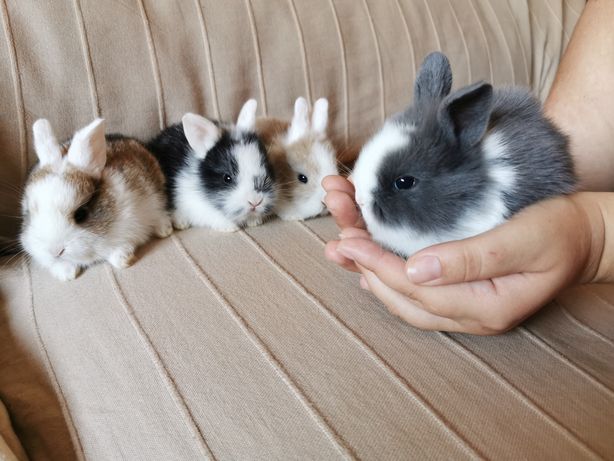 KIT completo coelhos anões angorá, holandês mini e minitoy