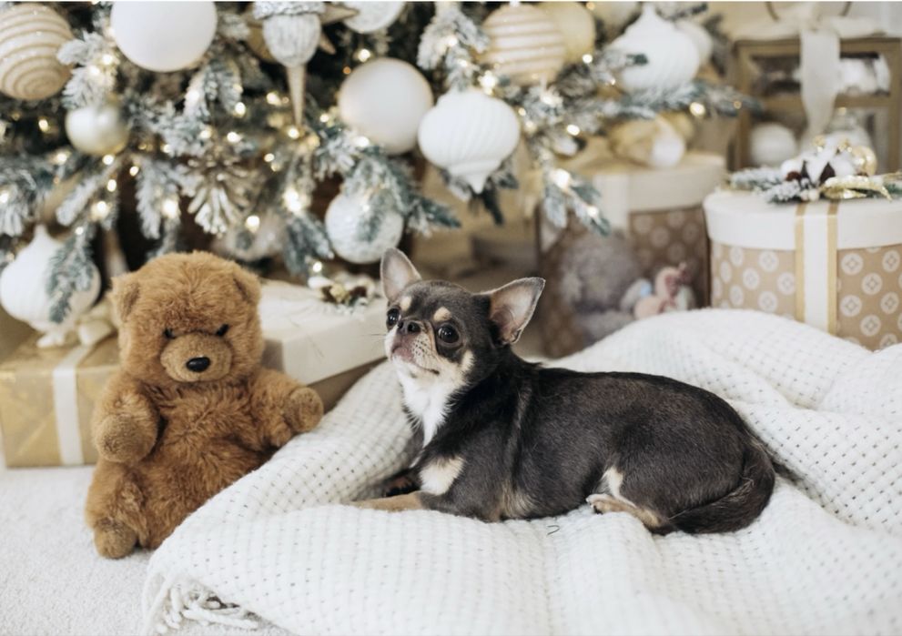 Красень чіхуа запрошує дам