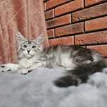 Koteczka Maine coon rodowód fpl FIFe